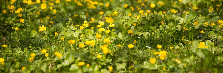 A lot of yellow spring flowers/background