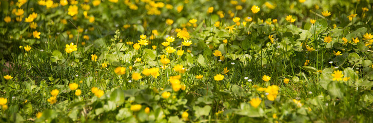 Obraz na płótnie Canvas A lot of yellow spring flowers/background