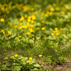 A lot of yellow spring flowers/background