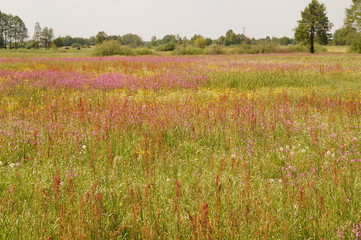 pole,wieś, kwiaty polne, łąka, kwieciście, lato, wiosenne kwiaty, maj, majówka, grass,  © Dzikie Wino