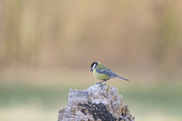 Blaumeise