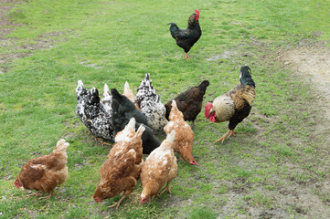 rooster and chickens on green grass