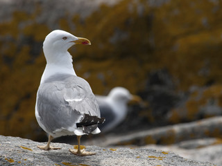 gaviota