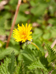 Yellow Dandelion Macro in the Green Grass