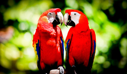 Love Birds