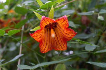 Canarina canariensis orange bell flower. Shadow tolerant plant. Bellflower