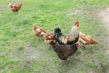 rooster and chickens on green grass
