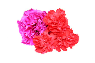 カーネーション