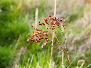 Swaying Dead Leaves and Stems in the Sun