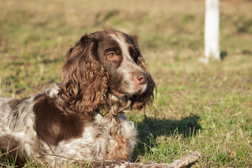 Brown spotted russian spaniel lays on the green grass