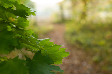 Green leaf on forest path