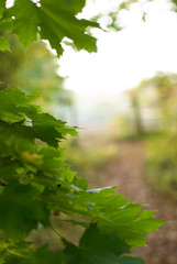Green leaves on forest path