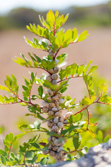 snails detail, Formentera