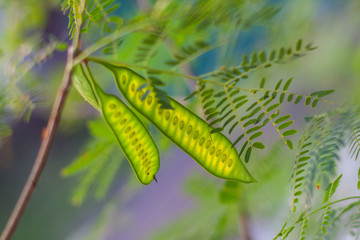 Colorful fresh floral blurred green acacia seedpod background