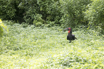 Southern Ground Hornbill on ground,  Lake Manyara, Tanzania