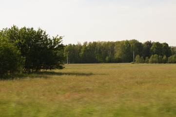 Fototapeta premium Łąka