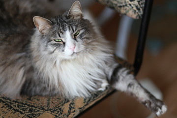 Disgruntled cat