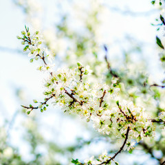 trees white blossoming, spring time