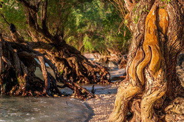 Fototapeta premium Beautiful tree growing in the sea with big impressive polished roots in the water at the morning beach of Thailand