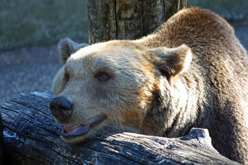 Brown bear, ursus arctos