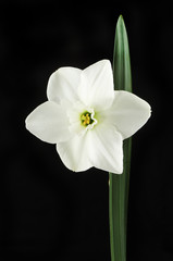 Fototapeta na wymiar White Daffodil flower and leaf against black