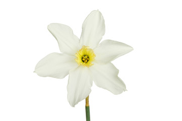 Naklejka na ściany i meble White Daffodil flower