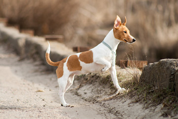 Dog breed Jack Russell for a walk. She runs and frolics. Happy Sunny spring weather.
