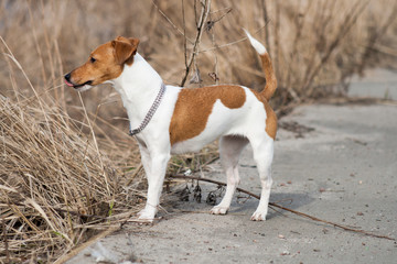 Dog breed Jack Russell