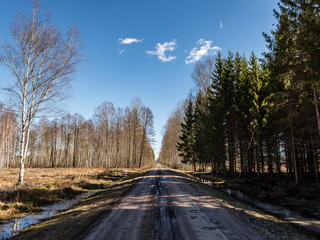 forest textured background