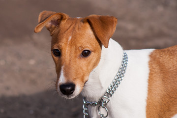 Dog breed Jack Russell