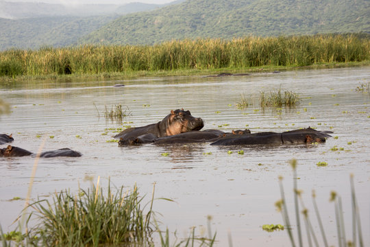 Hippo pool, Lake Manyara, Tanzania