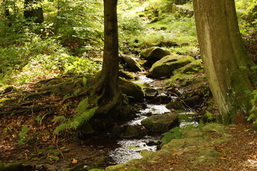 Strumień w lesie © Dzikie Wino