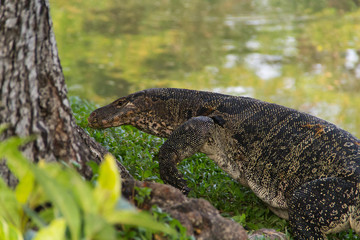 Varan in Lumpini, Bangkok, Thailand