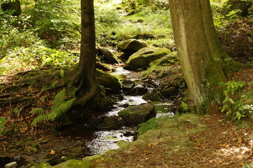 Strumień w lesie © Dzikie Wino