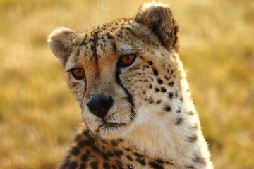 Closeup of cheetah - Gauteng, South Africa