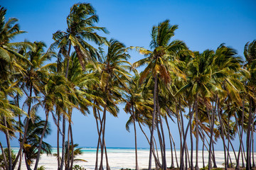 Obraz premium Palm trees on tropical beach of Zanzibar island