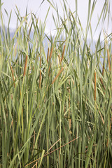 Fototapeta premium Cattails in reeds, Lake Manyara, Tanzania