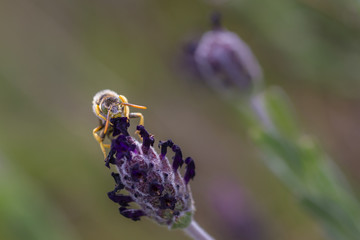 Nomada subcornuta, a species of bee in its natural environment.