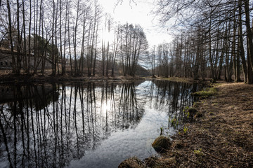 reflections of trees in the lake water