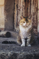 Portrait of a cat sitting on a threshold