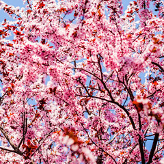 trees pink blossoming, spring time
