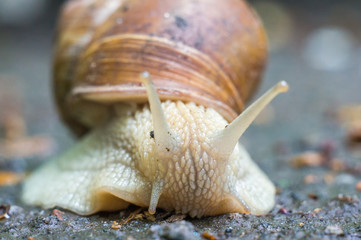 face 2 face with snail © Andrew