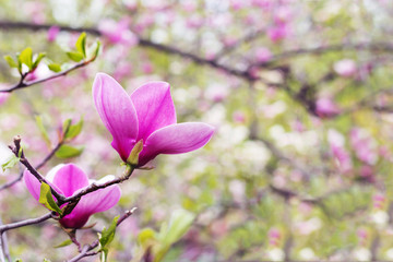 Fototapeta premium Flower of magnolia tree in spring garden