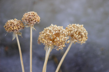 dried flower in the garden near with water