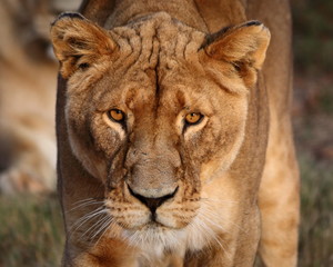 Female lion closeup - Gauteng, South Africa