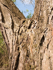 Tree Bark Detail in Full Light of Day Covering Screen