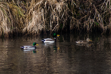 Early spring. Wild ducks swimming on the river. They fly away from people, only seeing them coming.