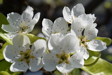 Fototapeta premium the birth of spring in the garden
