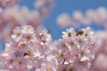 Insekten in der japanischen Kirschblüte