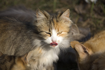 A group of street cats.